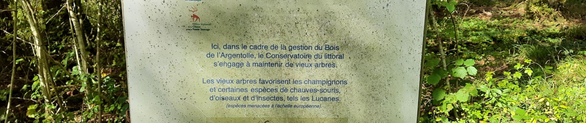 Excursión Senderismo Giffaumont-Champaubert - Bois de l'Argentolle  - Photo
