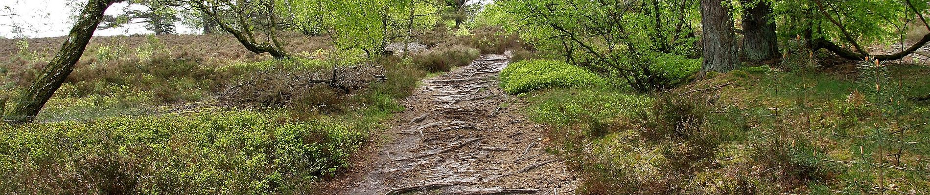 Randonnée A pied Neu Wulmstorf - Wander-Tour Wulmstorfer Heide - Photo