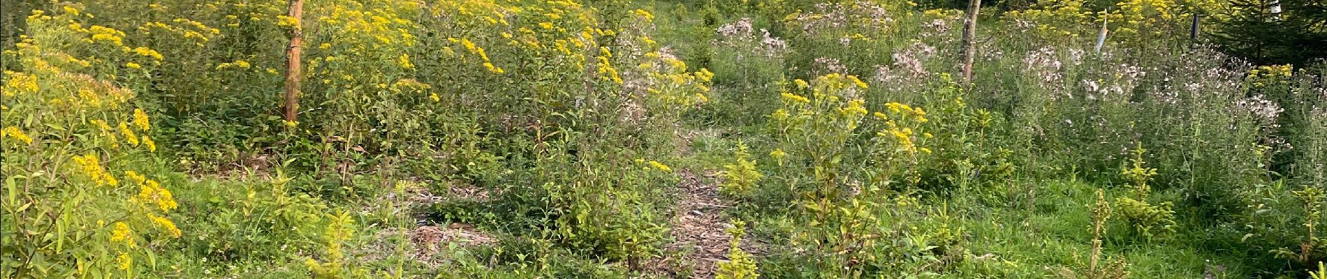 Percorso Sentiero Bertrix - Local hike - Photo