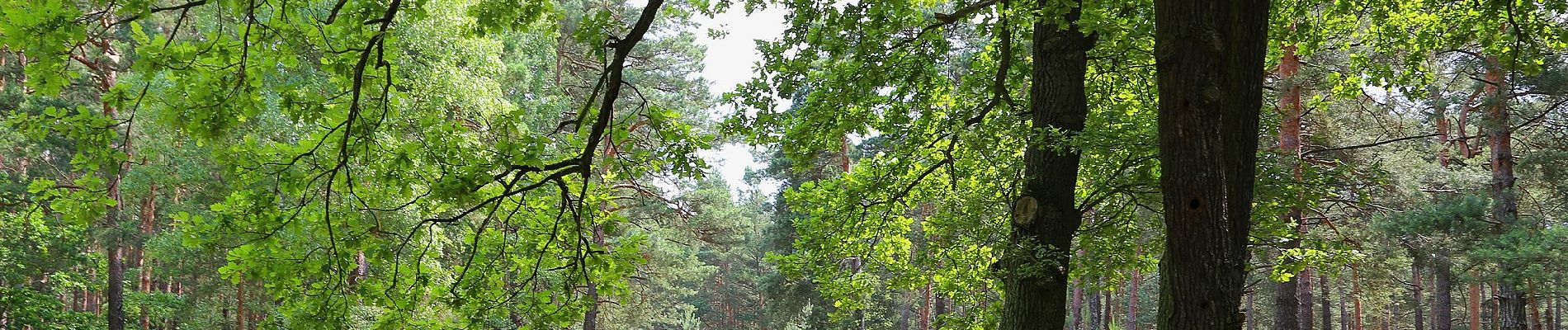 Tocht Te voet Byhleguhre-Byhlen - Wanderweg Byhleguhrer See-Byhleguhre-Bismarkturm-Burg - Photo