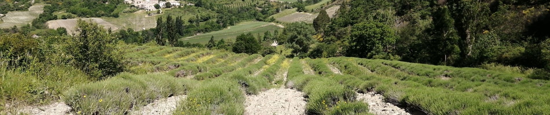 Trail Walking Chaudebonne - la serre de crema - Photo