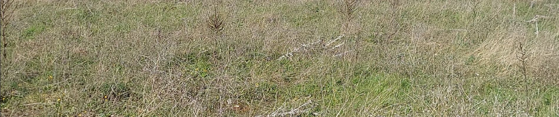 Randonnée Marche Plan-d'Aups-Sainte-Baume - Dent de la Roque Forcade après reco  - Photo