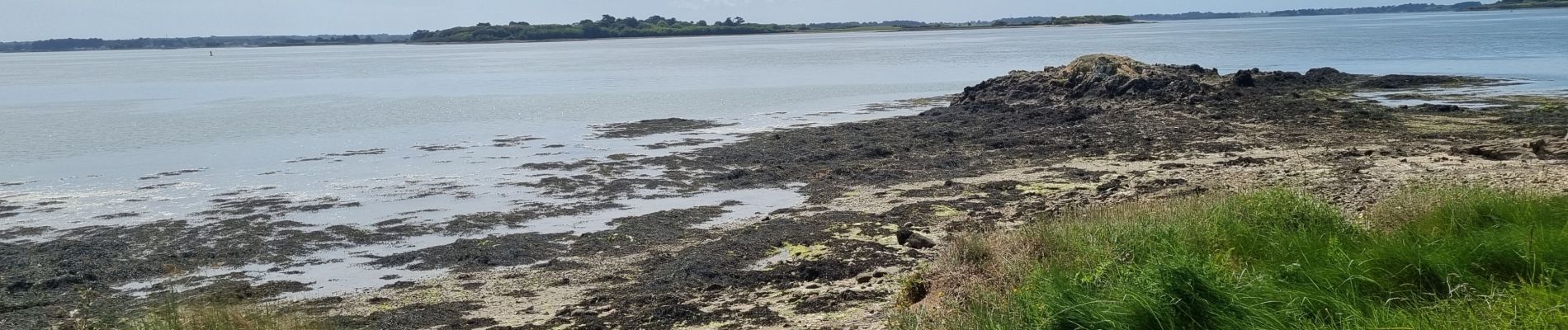 Excursión Senderismo Île-d'Arz - Île d'Arz 12 mai 2022 CA - Photo