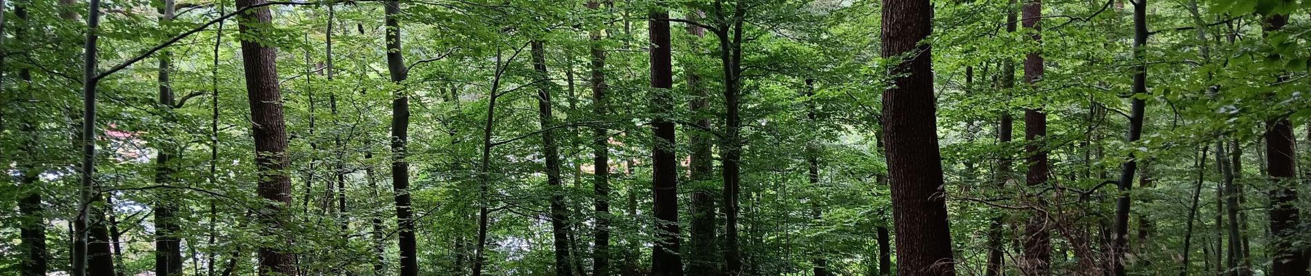 Randonnée Marche Spa - autour de Warfaaz - Photo