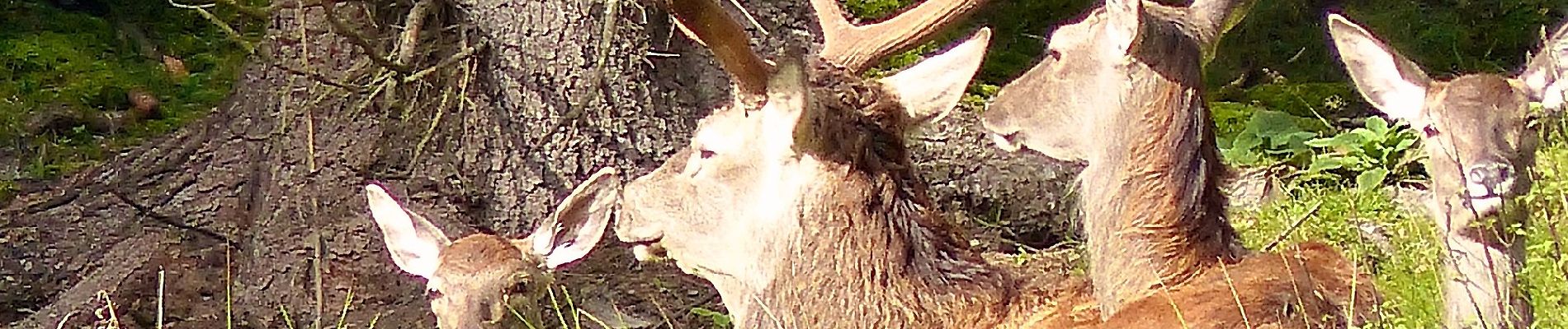 Tocht Te voet Baiersbronn - Baiersbronner Himmelsweg: Naturgewalten-Tour - Photo