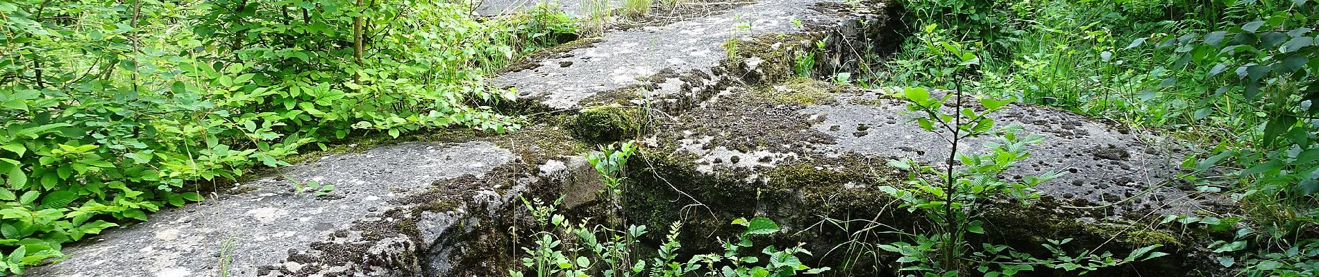 Tocht Te voet Ringgau - Premiumweg P13 Boyneburg - Photo