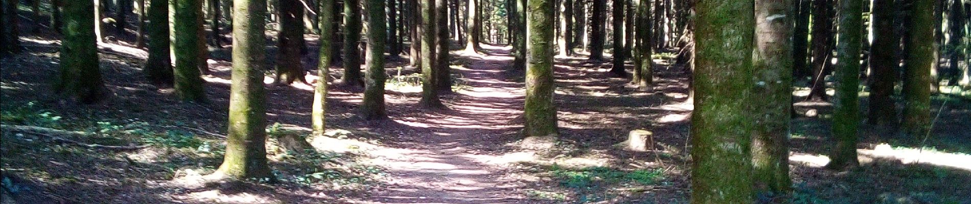 Tour Wandern Besançon - Forêt de CHAILLUZ  - Photo