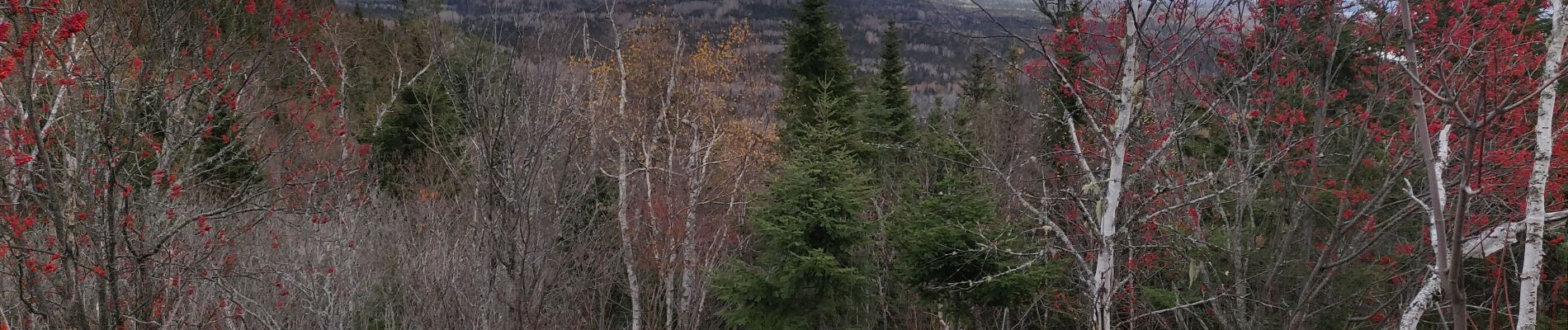 Randonnée Marche Lac-Matapédia - Les crêtes  - Photo