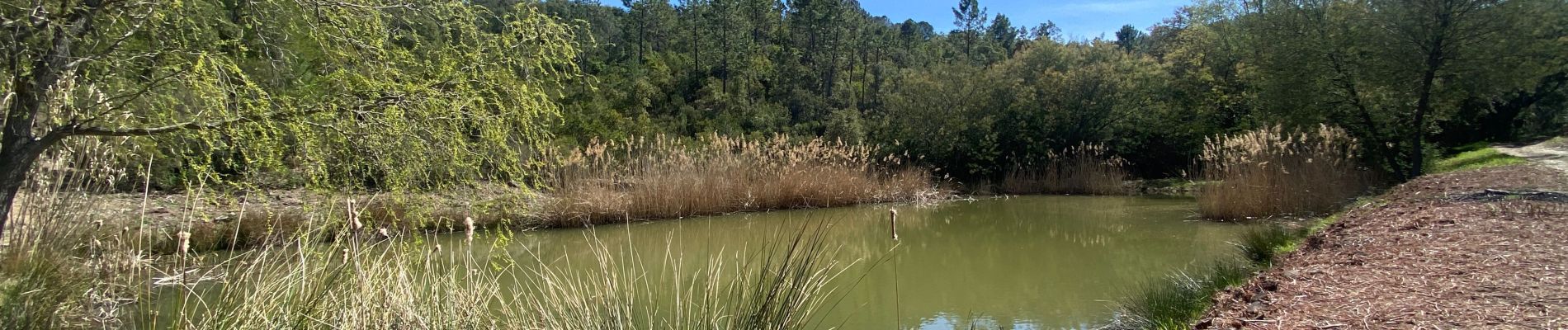 Tour Wandern Pierrefeu-du-Var - Pierre feu . Les maures  - Photo