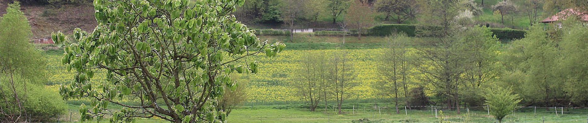 Tocht Te voet Göllheim - Adolf von Nassau Wanderweg - Photo