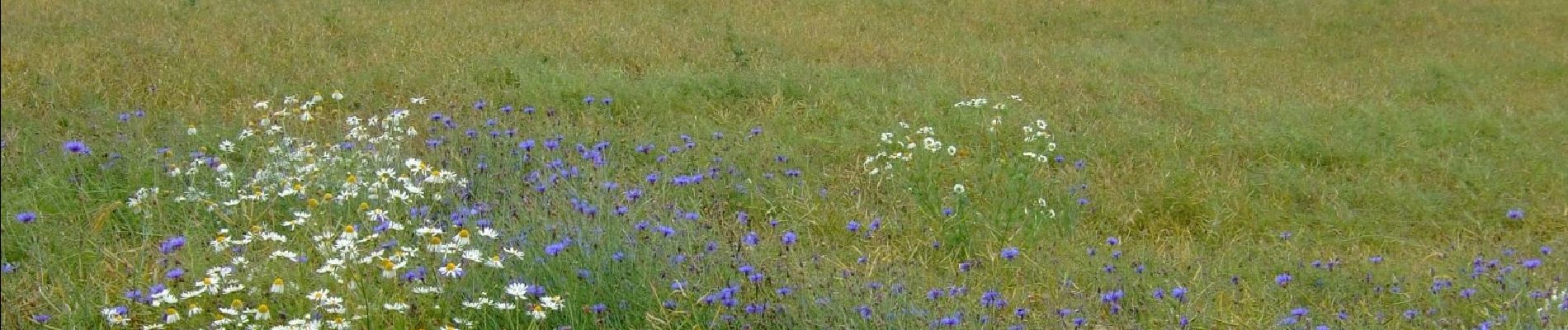 Trail On foot Gomadingen - Donnstetten - Feldstetten - Photo