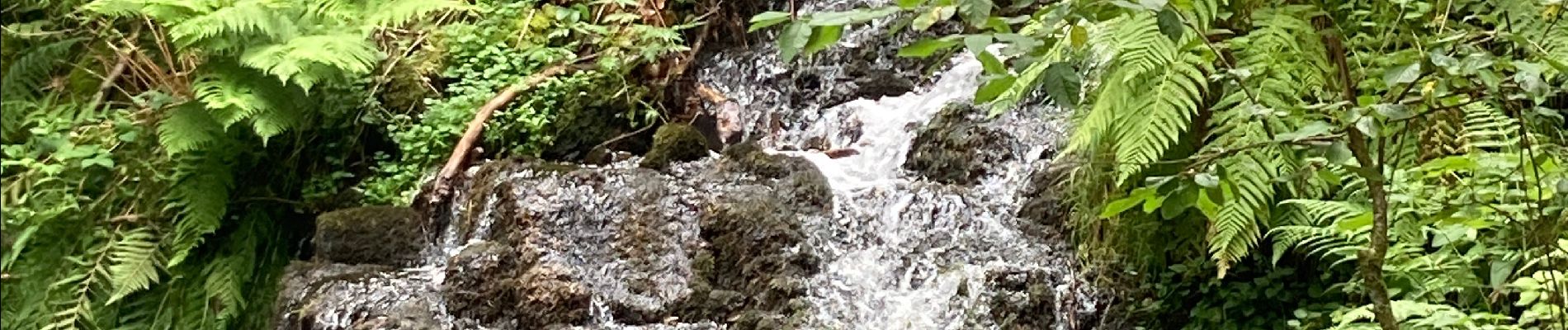 Tocht Stappen Le Val-d'Ajol - Faymont - Photo