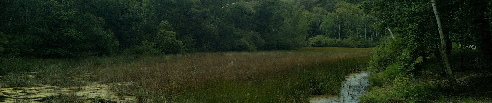 Randonnée Marche Poigny-la-Forêt - Poigny la forêt - Photo