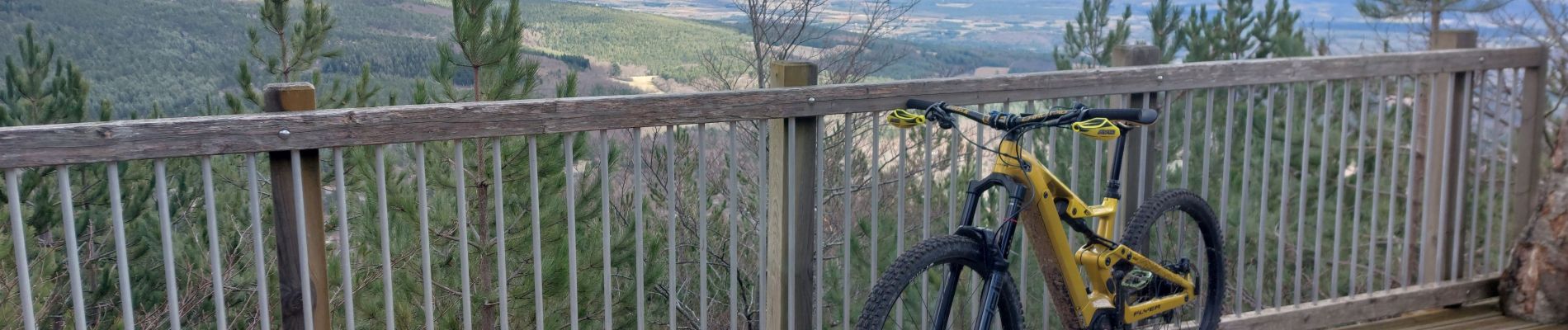 Trail Mountain bike Bédoin - Randuro sous les sapins blancs - Photo