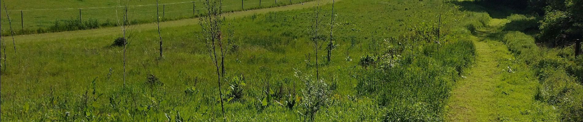 Randonnée Marche Ittre - Promenade Piedescaus  - Photo