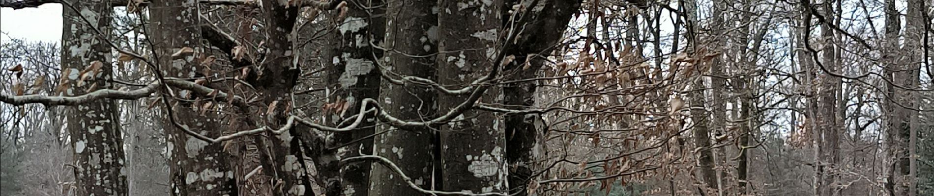 Excursión Senderismo Fontainebleau - croix du grand maître 16 février 2024 - Photo