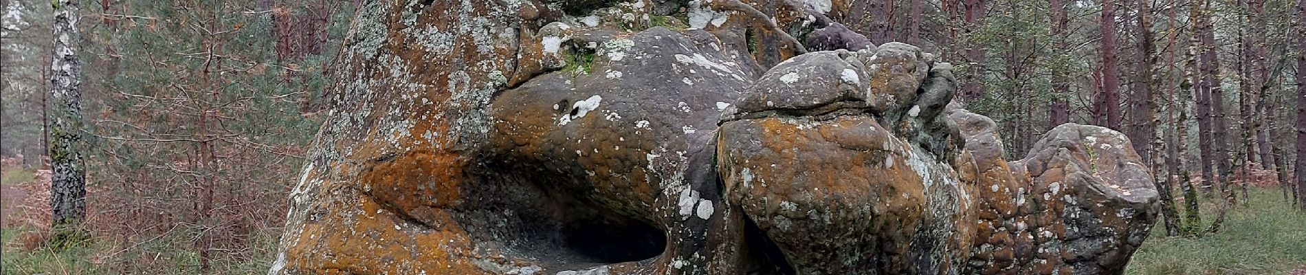 Tour Wandern Fontainebleau - Bas Breau  - Photo