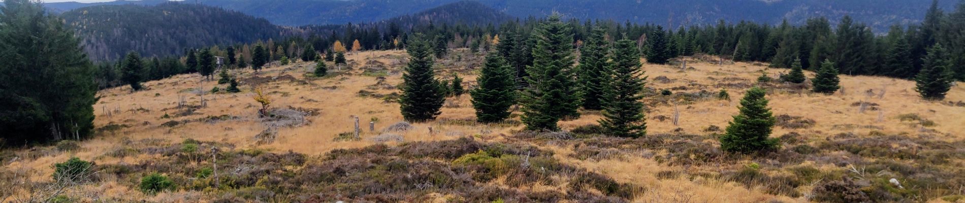 Tour Wandern Michelbrunn - 2022-11-12 Marche Grandfontaine Tête Mathis Col de Praye La Corbeille - Photo