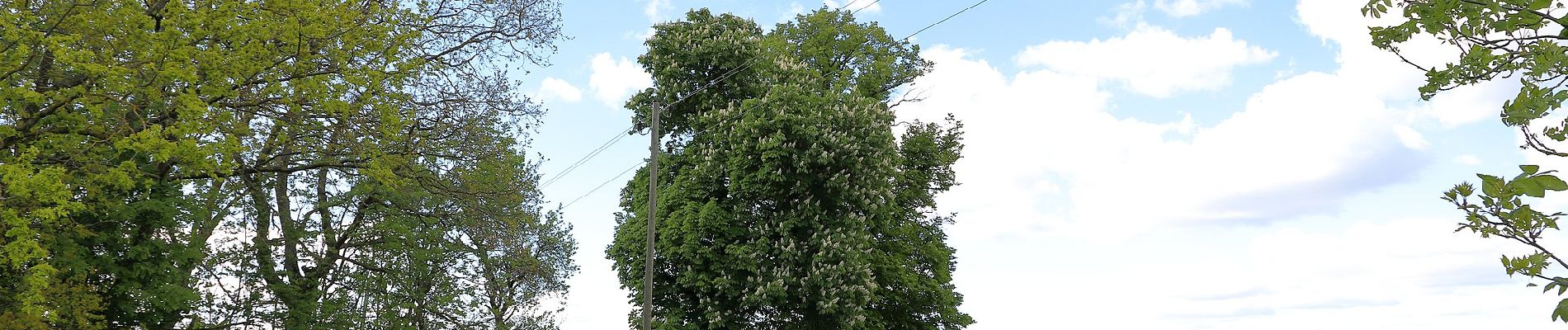 Tour Zu Fuß Igersheim - Rundwanderweg Igersheim 56 - Photo