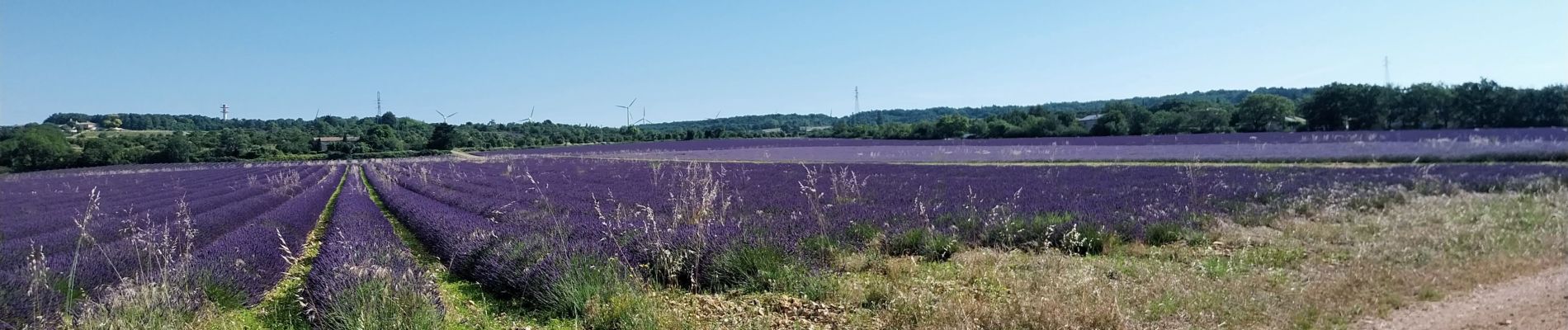 Tocht Stappen Montjoyer - Montjoyer 24 06 - Photo