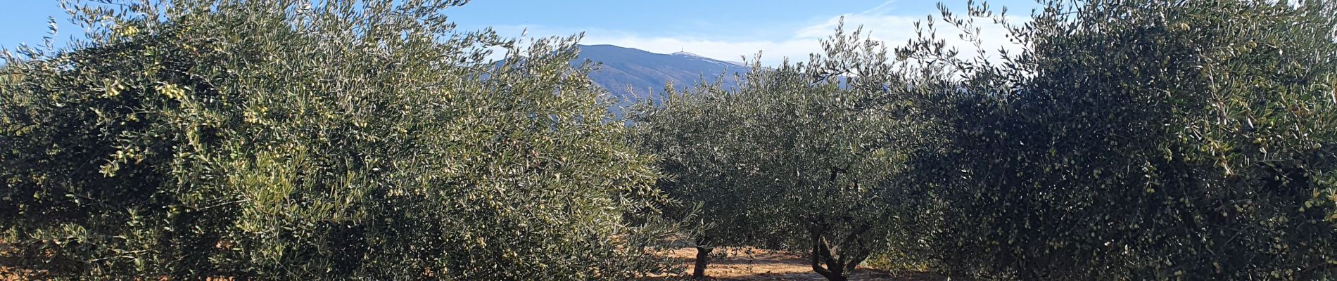 Tour Wandern Crillon-le-Brave - Crillon - Photo