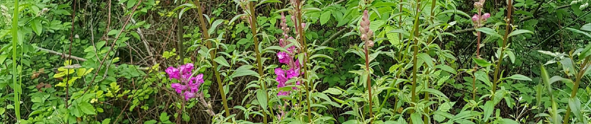 Tour Wandern Foulayronnes - routine 1 covid  - Photo