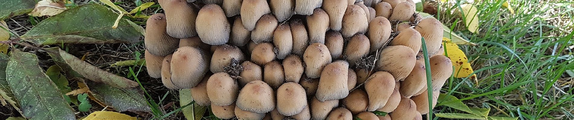 Percorso A piedi Sconosciuto - Gul - Photo