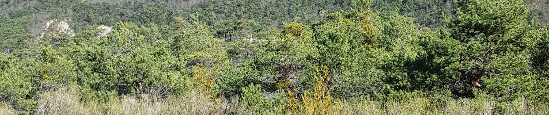 Trail Walking Castellane - Castelane - Photo