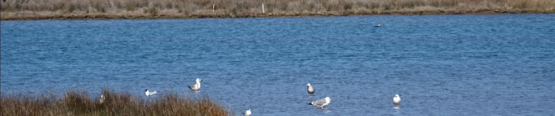 Tocht Stappen Roquebrune-sur-Argens - Saint-Aygulf - La Gaillarde - Etangs de Villepey - Sentier des douaniers - Photo