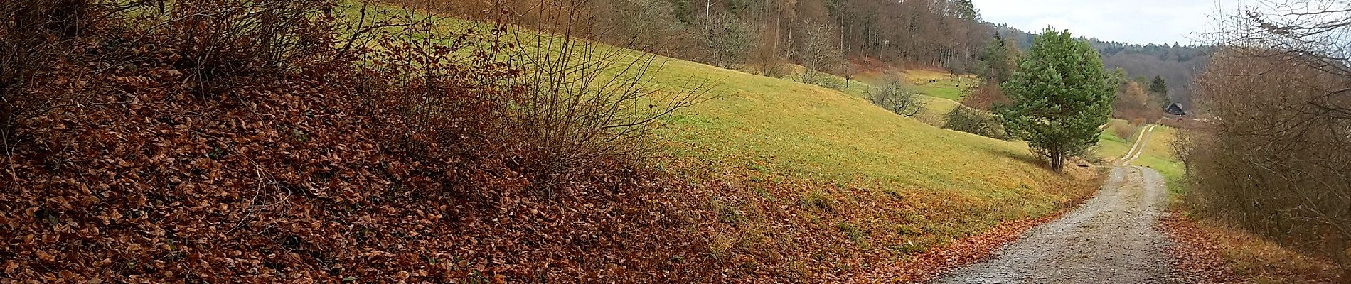 Percorso A piedi Boppelsen - Längern Hochwacht - Regensberg - Photo