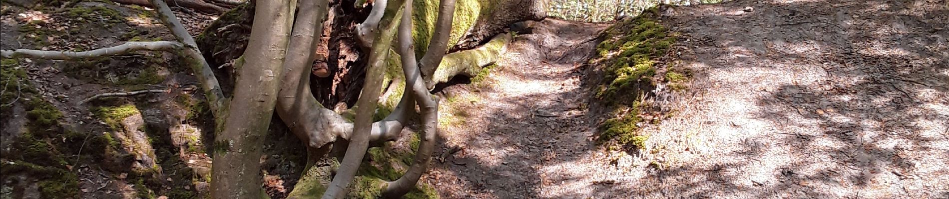 Tocht Stappen Belœil - bois stambruges - Photo