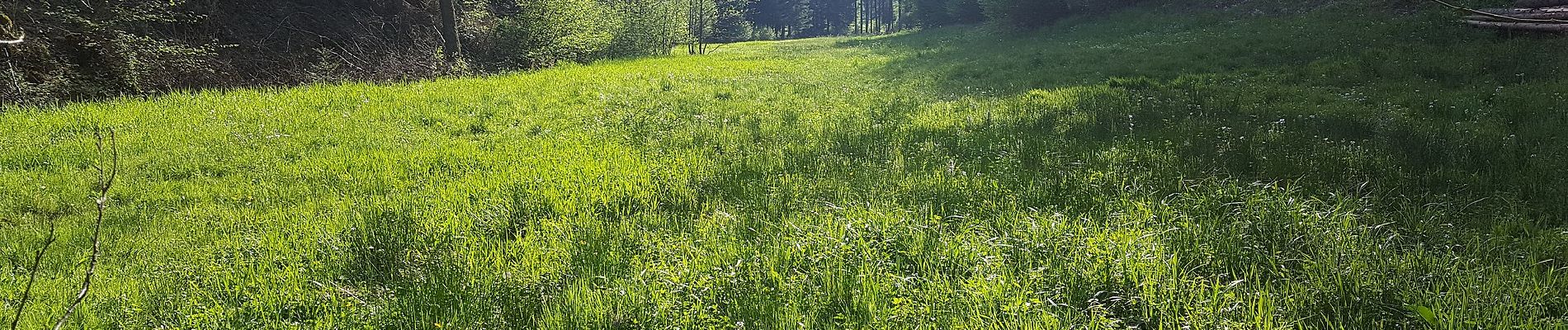 Tour Zu Fuß Drolshagen - Drolshagen Rundweg A4 (Dumicke) - Photo