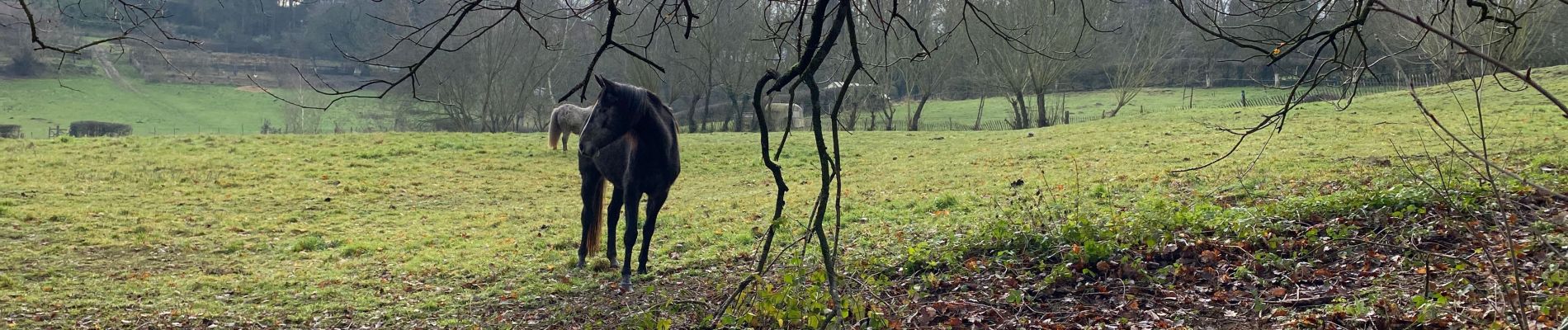 Trail Walking Grez-Doiceau - Bercuicuit - Photo