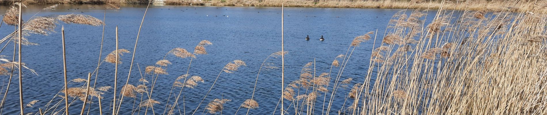 Tocht Stappen Geer - Hollogne sur geer  - Photo