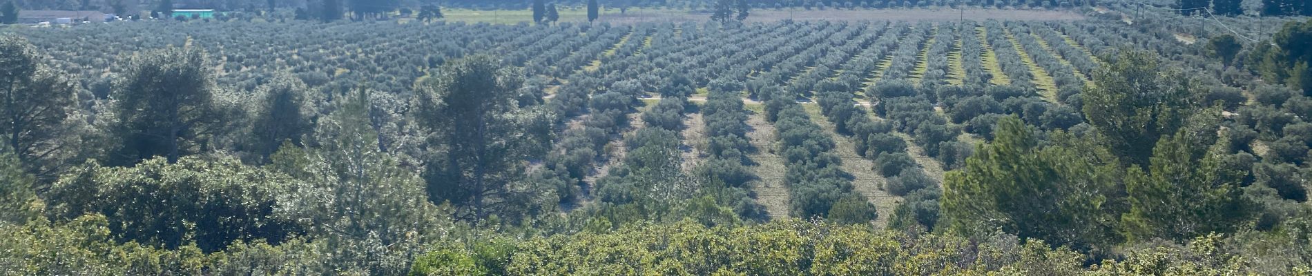 Tocht Stappen Aureille - Les caisses de jean jean depuis Aureille - Photo