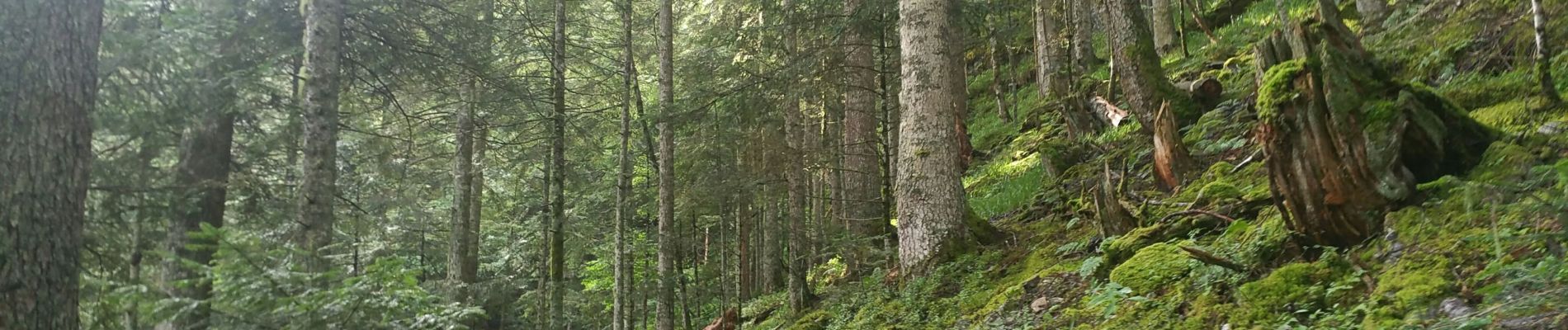 Tocht Stappen Saint-Lary - pic de la Calabasse en boucles depuis le parking de l'Osque Couret - Photo