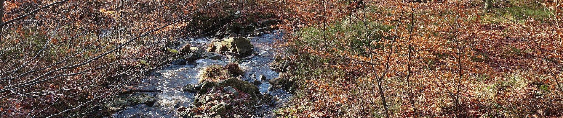 Trail On foot Eupen - Zur Blockhütte und Diepbach - Photo