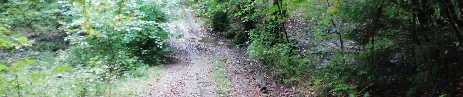 Excursión Bici de montaña Paliseul - Maissin Transinne Lesse Maissin  - Photo