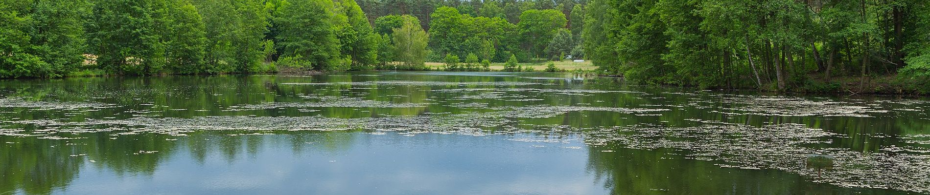 Percorso A piedi Schwielochsee - Rundwanderweg Großer Mochowsee - Photo