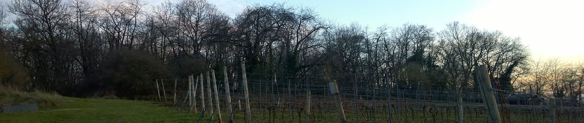 Tocht Te voet Groß-Umstadt - Parkplatzrundwanderweg Hainrich 4 : Hardberg-Weg - Photo