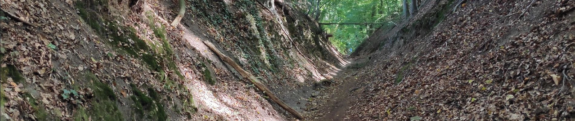 Tocht Stappen Huldenberg - Sint Agatha Rode - Photo