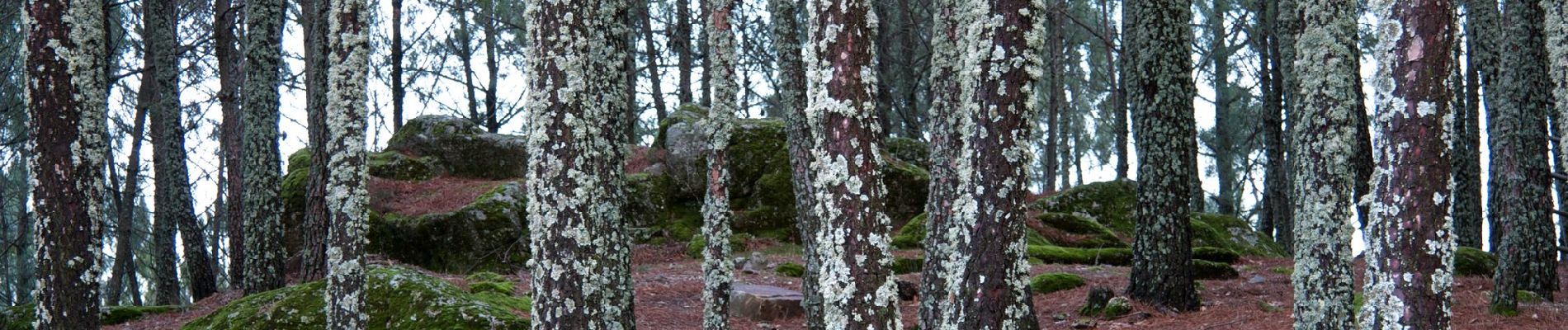 Tocht Te voet Alcongosta - Rota da Cereja - Photo