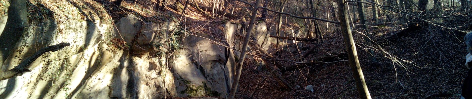 Trail Walking Fontainebleau - Ne dépassons pas les bornes ! - Photo