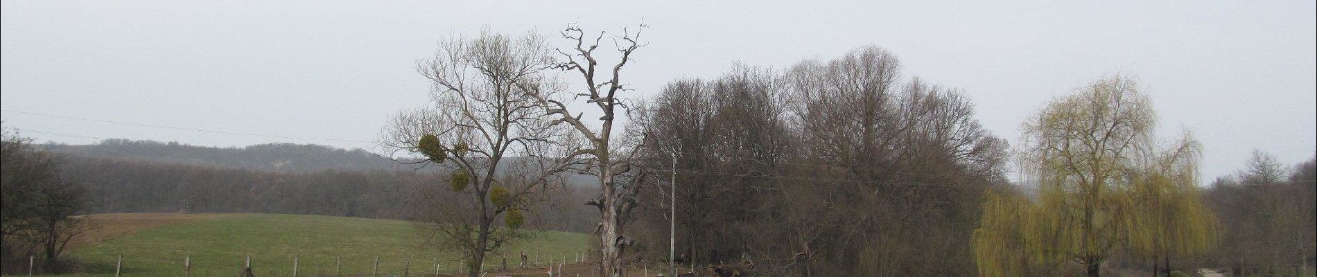 Excursión A pie Tatabánya - K■ (Koldusszállás - Irtás-hegyi-nyereg - Tatabánya (Alsógalla)) - Photo