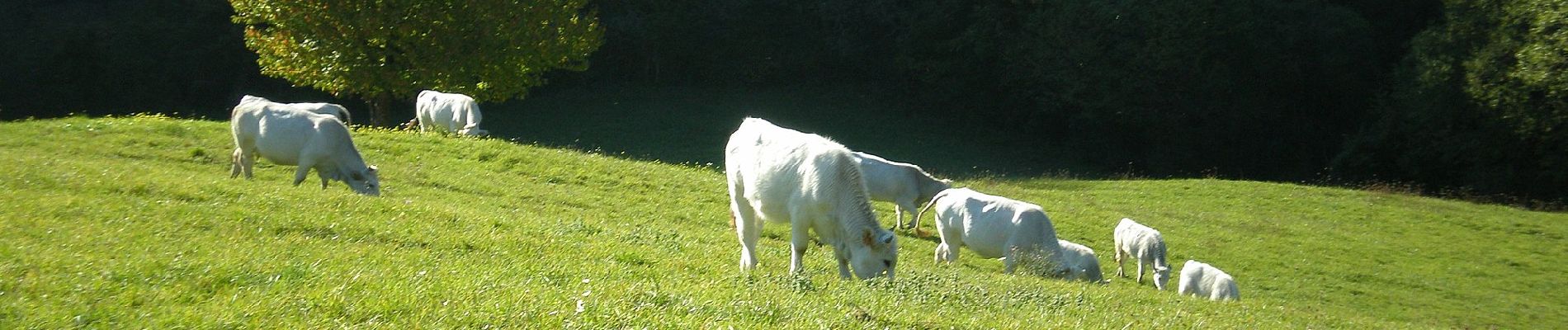 Percorso A piedi Marradi - Anello di Marradi - Photo