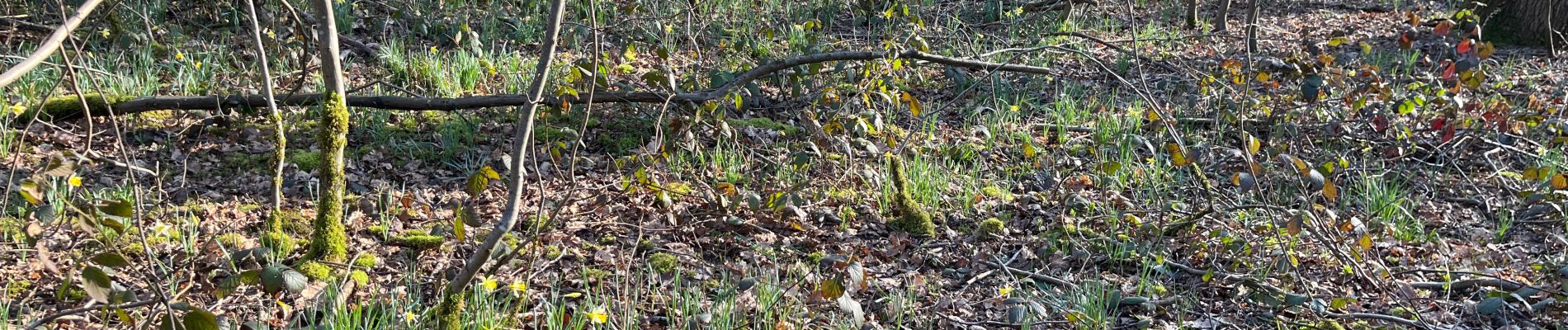 Tocht  Luzarches - Luzarches sur Villiers 2 - Photo