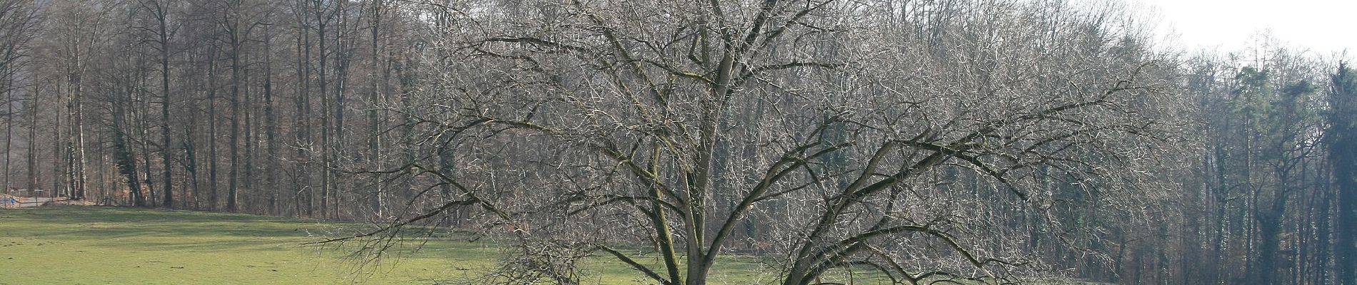 Percorso A piedi Oberzent - Rundwanderweg Beerfelden Reußenkreuz 2: Krähberg-Weg - Photo