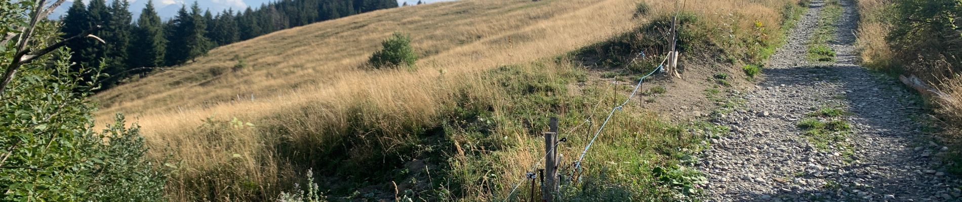 Tocht Stappen Taninges - Balade autour de Beauregard - Photo