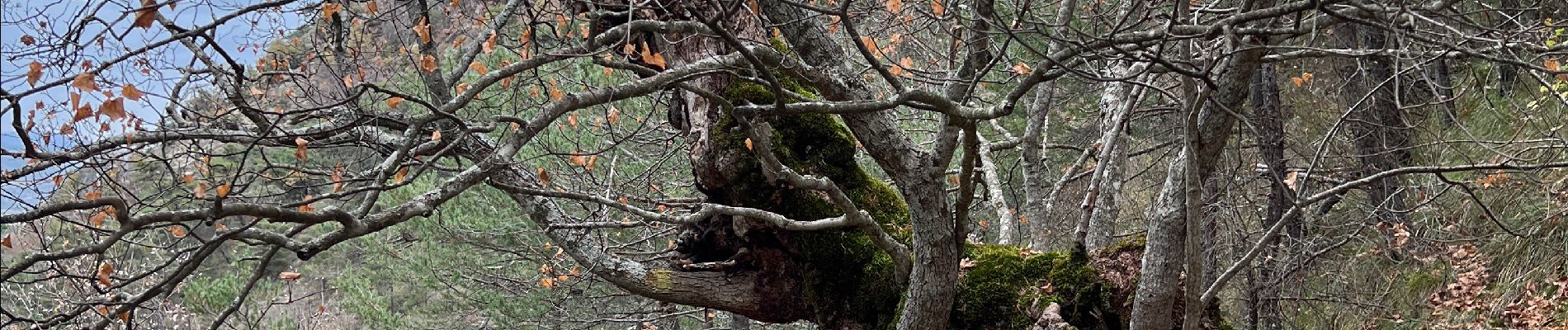 Trail Walking Sorbiers - Balade chapelle st-honora - Photo