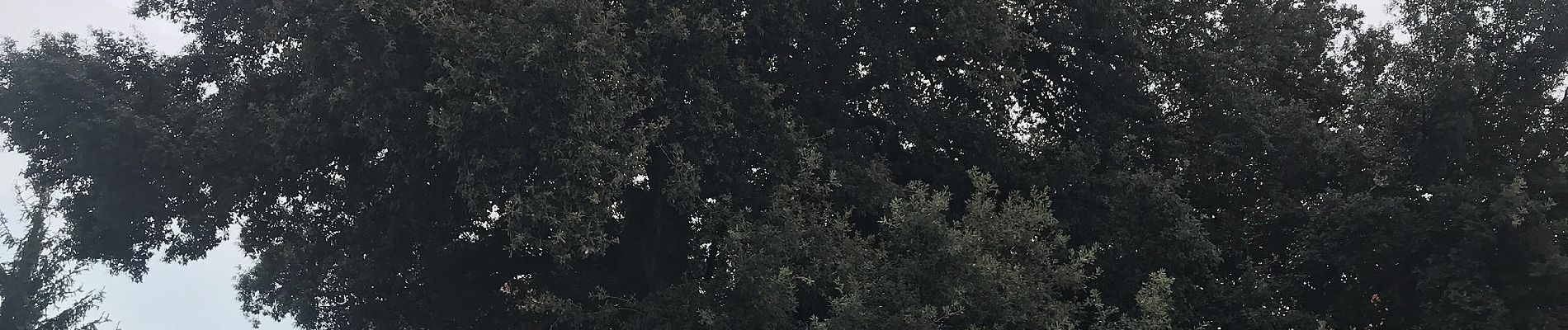 Tour Zu Fuß La Spezia - Alta Via del Golfo: La Foce - Portovenere - Photo